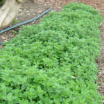 fresh mint fresh mint